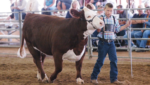 Niles’ Trent George walks the show arena ring with his grand champion female beef Wednesday at the Berrien County Youth Fair. Leader photo/CRAIG HAUPERT