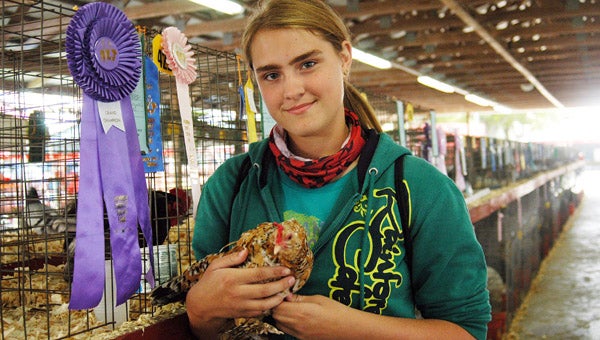 Ariel Reynolds, 15, of Niles, and her chicken, Jelly Bean, will compete in today’s small animal showmanship sweepstakes at the Berrien County Youth Fair. Leader photo/CRAIG HAUPERT