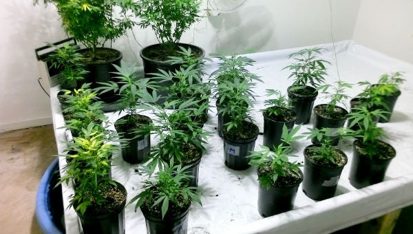 Ontwa Township-Edwardsburg Police officers discovered a marijuana grow operation on North Shore Drive. (Leader photo/Provided)