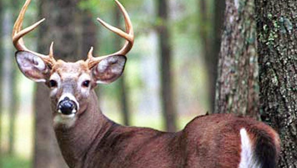 Whitetail firearm deer season begins Friday in Michigan and runs through Nov. 30. (Leader photo/File)